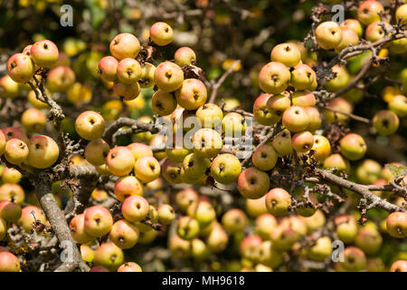 Un granchio melo, della famiglia delle Rosaceae, in una giornata di sole pieno di frutta crescente selvatici nella nuova foresta Hampshire England Regno Unito. Il frutto è mangiato da molti creat Foto Stock