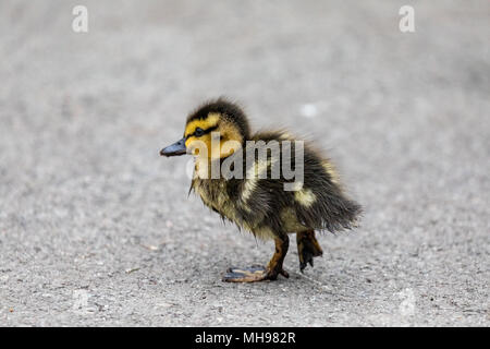 Un singolo giovane mallard anatroccolo camminando sulla terra e guardando a malconce WWT Martin semplice Foto Stock