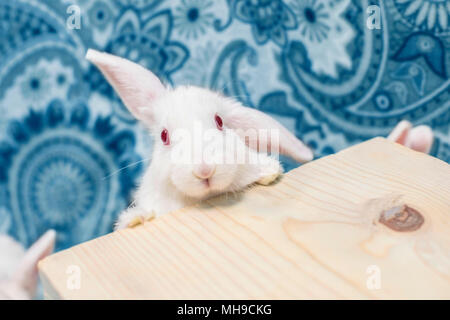 Stupendo adorable baby bunny lop cercando curiosamente alla fotocamera. Foto Stock