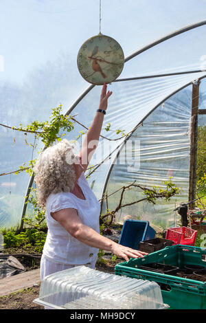 Donna anziana giardinaggio in polytunnel Foto Stock