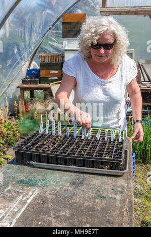 Donna anziana giardinaggio in polytunnel Foto Stock