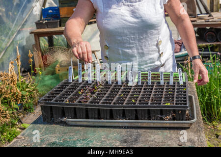 Donna anziana giardinaggio in polytunnel Foto Stock