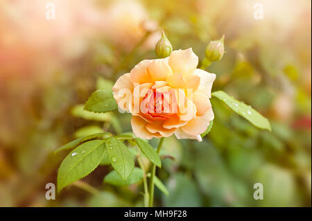 Close-up immagine della bella fioritura estiva, pesca colorata, Rose "grazia" - rosa Inglese grazia Foto Stock