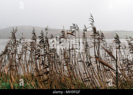 Bordo stradale riempito di giunchi contro il mare e Misty Mountains Foto Stock