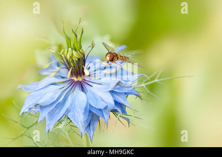 Passare il puntatore del mouse-fly per raccogliere il polline da una molla, blu, amore in una nebbia fiore noto anche come Nigella Foto Stock