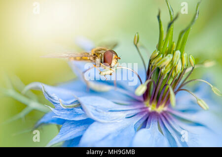 Passare il puntatore del mouse-fly per raccogliere il polline da una molla, blu, amore in una nebbia fiore noto anche come Nigella Foto Stock