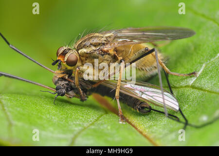 Sterco giallo Fly (Scathophaga stercoraria) alimentazione su un Cranefly. Tipperary, Irlanda Foto Stock