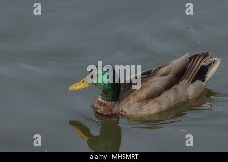 Maschio di germano reale (Anas platyrhynchos) nel lago. Foto Stock