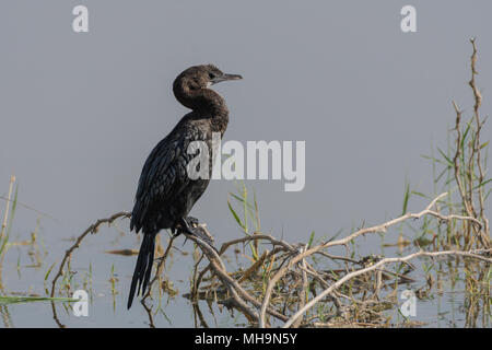 Poco cormorano (Microcarbo niger) appollaiato su un ramo. Foto Stock