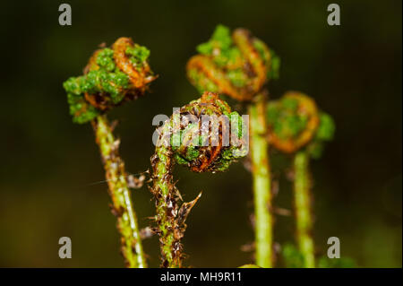 Avvolte giovani fronde di felce, crosiers, di larga buckler-fern in primavera Foto Stock