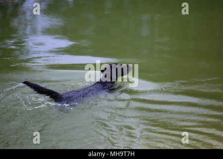 Nero Labrador retriever nuotare in un stagno Foto Stock