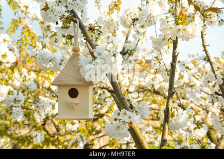 Birdhouse in Spring with blossom cherry flower sakura Foto Stock