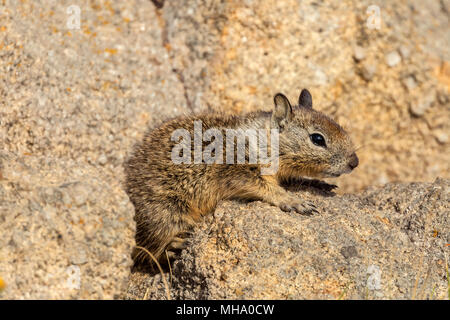 Giovani di massa della California scoiattolo (Otospermophilus beecheyi), la penisola di Monterey, California, Stati Uniti. Foto Stock