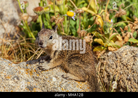 Giovani di massa della California scoiattolo (Otospermophilus beecheyi), la penisola di Monterey, California, Stati Uniti. Foto Stock