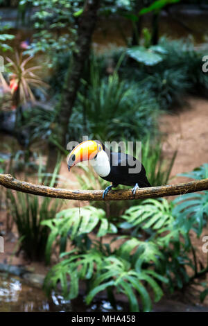 Toucan sul ramo nella foresta tropicale del Brasile Foto Stock