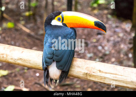 Toucan sul ramo nella foresta tropicale del Brasile Foto Stock