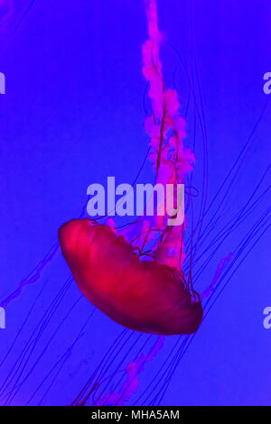 Medusa, il pacifico mare ortica Chrysaora fuscescens. Foto Stock