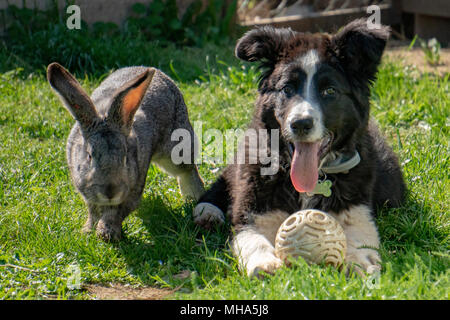 Coniglio coniglio e cane giocare insieme Foto Stock