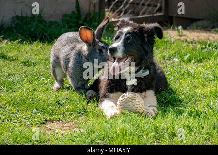 Coniglio coniglio e cane giocare insieme Foto Stock
