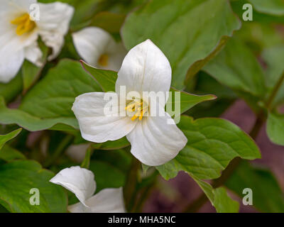 Trillium grandiflorum o White trillium Foto Stock