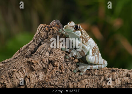 Missione Golden-eyed Raganella (Trachycephalus resinifictrix) Foto Stock