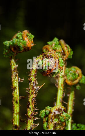 Avvolte giovani fronde di felce, crosiers, di larga buckler-fern in primavera Foto Stock