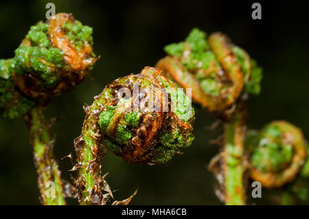 Avvolte giovani fronde di felce, crosiers, di larga buckler-fern in primavera Foto Stock