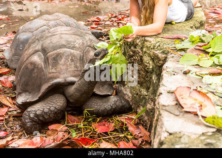 Le tartarughe giganti in isola delle Seychelles. Foto Stock