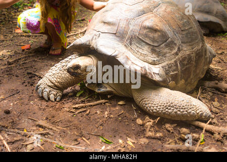 Le tartarughe giganti in isola delle Seychelles. Foto Stock