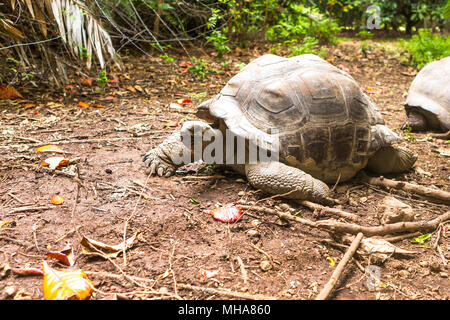 Le tartarughe giganti in isola delle Seychelles. Foto Stock