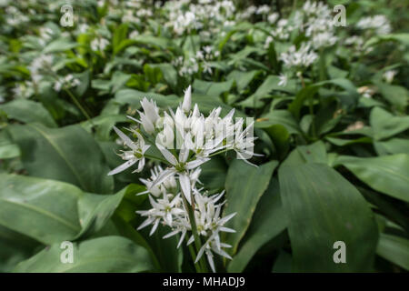 Aglio selvatico in fiore in un inglese di legno. Allium ursinum - ramsons, buckrams, di latifoglie, aglio Aglio in legno muniti di porro, l'aglio orsino Foto Stock