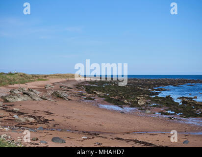 Dog Walkers a distanza sulla parte di spiaggia tra Oriente Haven e Arbroath, con la marea e le strati di roccia esposta, Angus, Scozia. Foto Stock