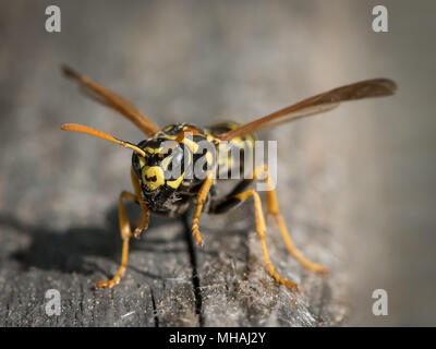 Una carta europea wasp (Polistes dominula) la raccolta di legno per nido Foto Stock