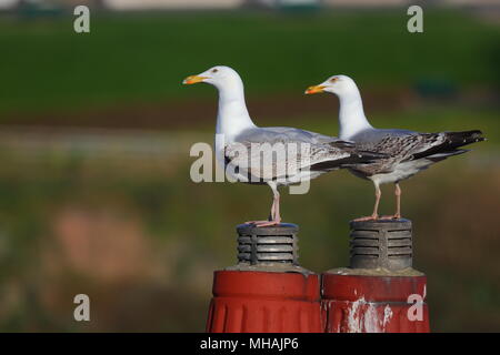 Gabbiani sui tetti a Whitby Foto Stock