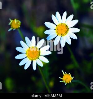 2 white Matricaria (tedesco) di camomilla fiori con sfondo sfocato e composizione quadrata Foto Stock