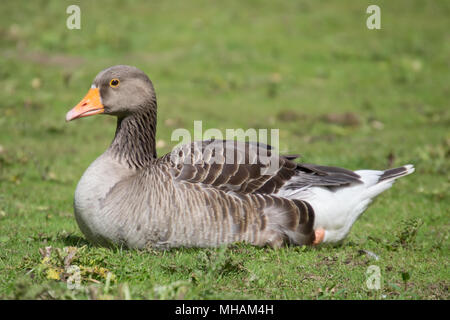 Una vista di un'arancia fatturati goose seduto sull'erba Foto Stock