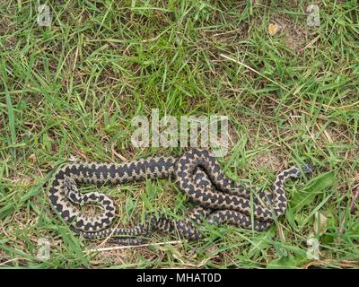 Due sommatori ( Vipera berus ) aggrovigliato in ogni altro. Foto Stock