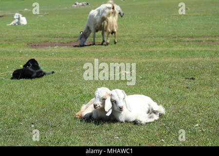 Baby capre in appoggio Foto Stock