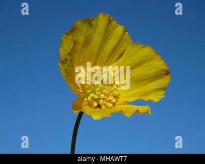 Gallese fiore di papavero cresce in un giardino in Wales UK contro un cielo blu chiaro (Meconopsis cambrica) Foto Stock