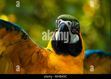 Giardino Botanico blu-giallo macaw diffondendo le ali in impostazione della foresta Foto Stock