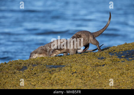 Una coppia di lontre toelettatura e in cerca di preda intorno un mare loch sull'Isle Of Mull in Scozia. Foto Stock