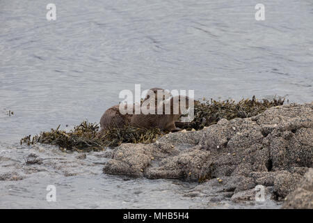 Una madre di lontra con il suo cucciolo fuori la pesca su un loch costiera sull'Isle Of Mull in Scozia. Foto Stock