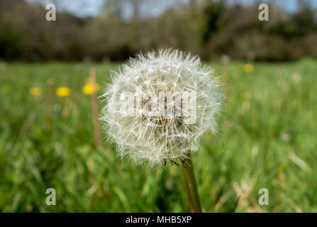 Tarassaco seme head Foto Stock