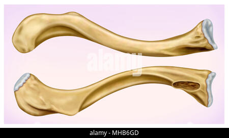 Illustrazione vista frontale e laterale della clavicola umana, situato nella parte superiore della parte anteriore del torace. Foto Stock