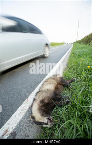 Un morto badger che è stato colpito da un veicolo a lato di una strada a nord di Dorset England Regno Unito. Foto Stock