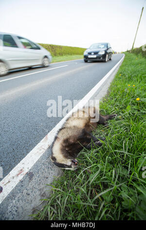 Un morto badger che è stato colpito da un veicolo a lato di una strada a nord di Dorset England Regno Unito. Foto Stock