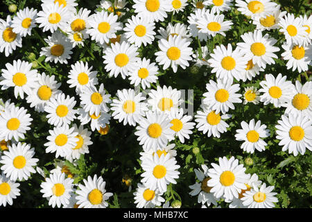 Parigi daisy peddles bianco centro giallo Foto Stock