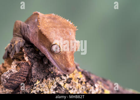 Crested Gecko. Isolati contro un muto sfondo verde. Focus su gli occhi. Camera per copia. Foto Stock