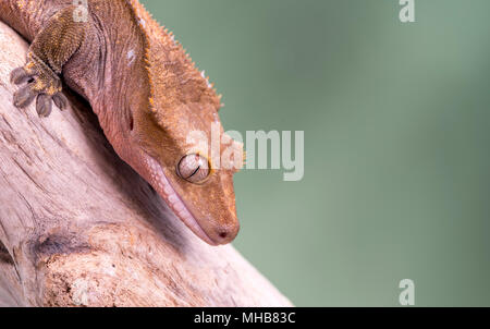 Crested Gecko. Isolati contro un muto sfondo verde. Focus su gli occhi. Camera per copia. Foto Stock