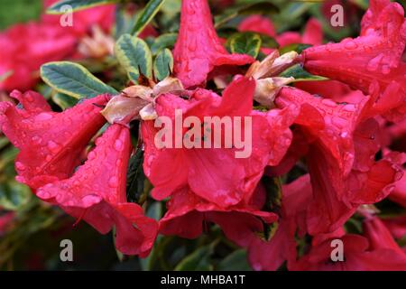 Un contatto ravvicinato e personale con la madre natura, la bellezza dei fiori nella rugiada di mattina. Foto Stock